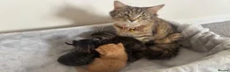 British Shorthair cats for sale: Gorgeous ginger boy kitten looking for a new home  - Advert 7