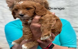 Cockapoo dogs for sale: F1 Toy Cockapoo’s in richest red ❤️ - Image 19