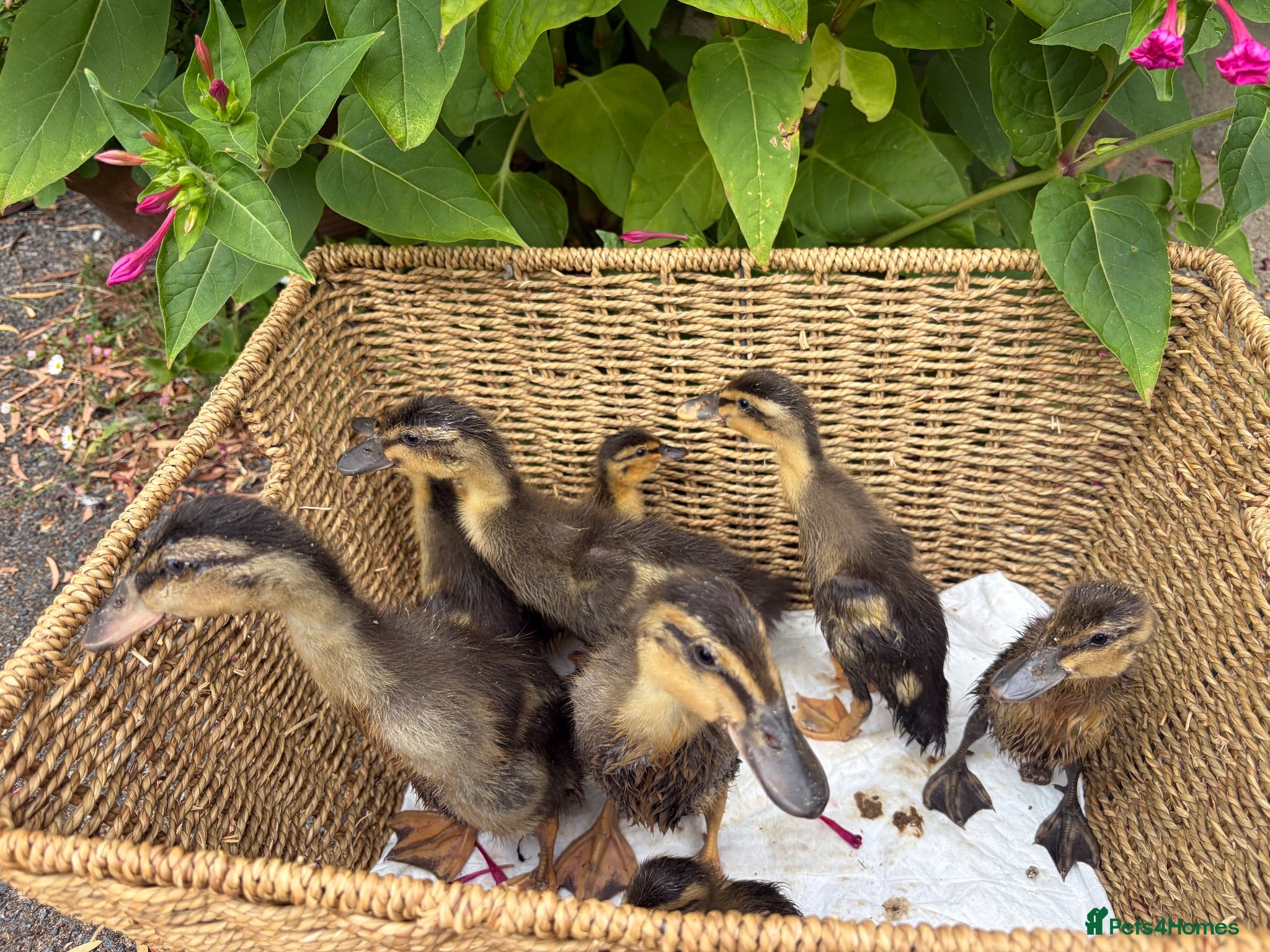 Ducks poultry Runner Duck ducklings - Advert 1