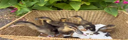 Ducks poultry for sale: Runner Duck ducklings in Ipswich - Advert 1