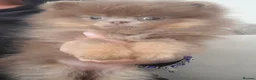 Pomeranian dogs for stud: Khabib the Pom full Russian lines  - Advert 4