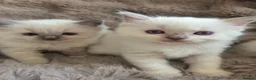 Ragdoll cats for sale: 🏆GCCF REG. EXTENSIVELY TESTED RAGDOLL KITTENS 🌟 - Advert 24