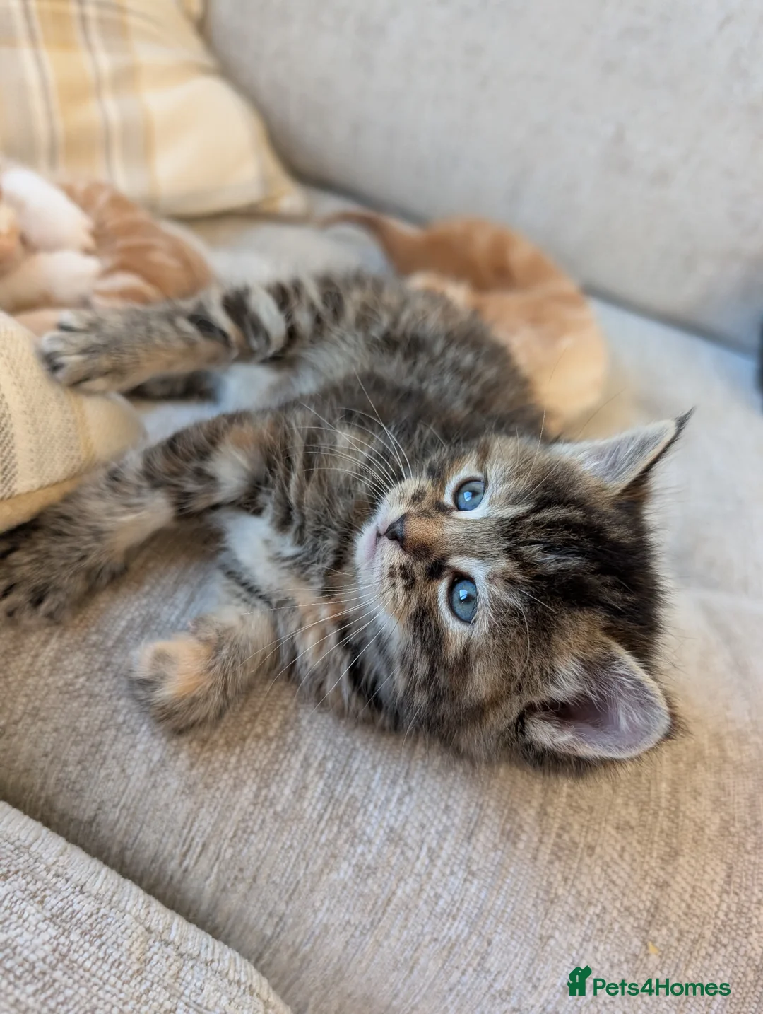 Mixed Breed cats for sale: Beautiful happy healthy kittens available  in Sittingbourne - Advert 9