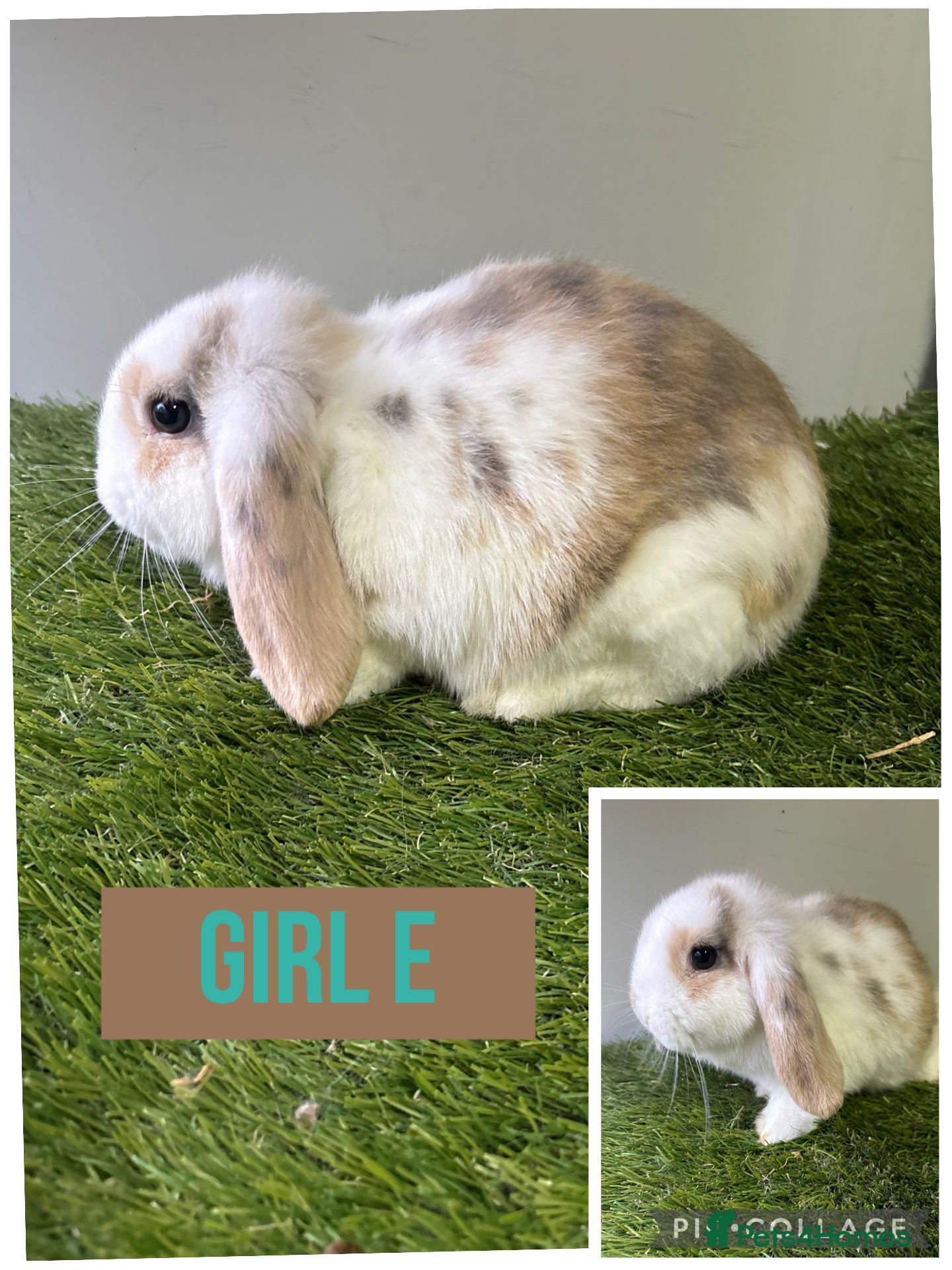Mini Lop rabbits Beautiful, friendly mini lops 9 weeks old  - Advert 9