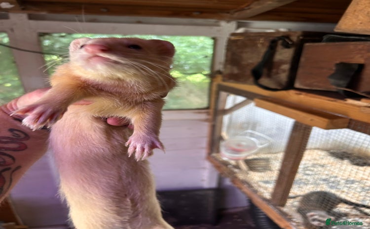 Ferret rodents - Advert 2