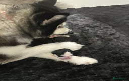 Pomsky dogs for sale: (Perfect Pomskies UK) 2 Female F3 Pomskies - Image 3