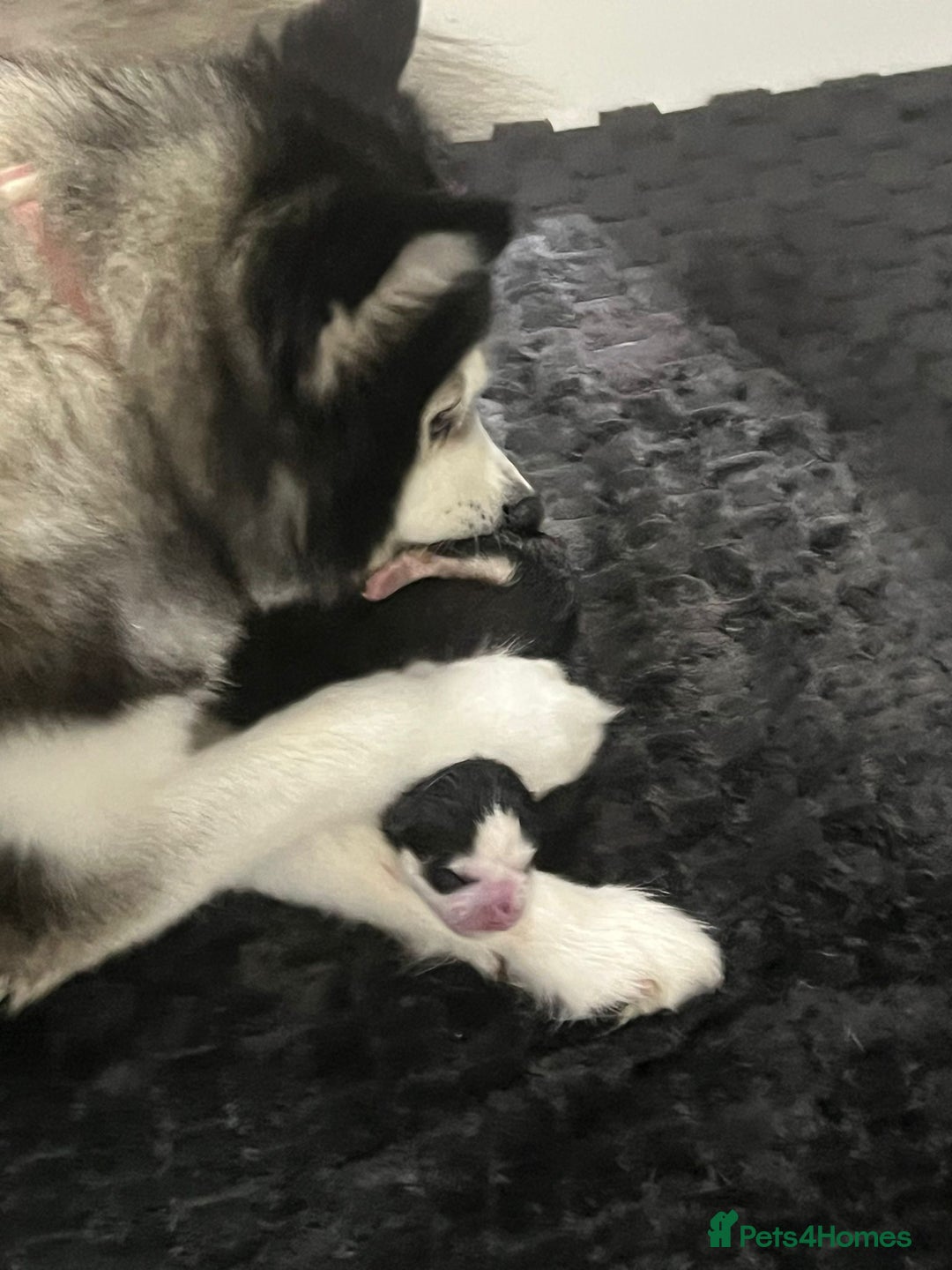 Pomsky dogs for sale: (Perfect Pomskies UK) 2 Female F3 Pomskies - Image 3