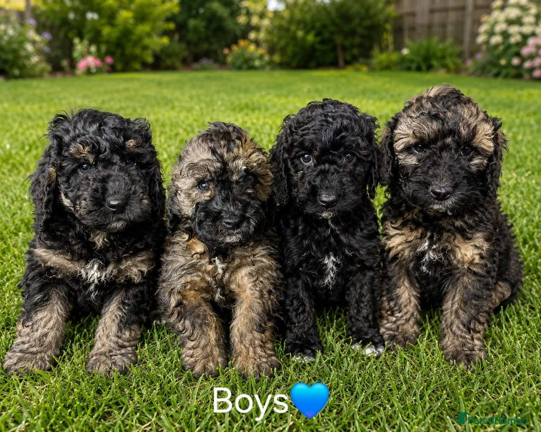 Mixed Breed dogs for sale: 6 stunning miniature poodles in Birmingham - Advert 2