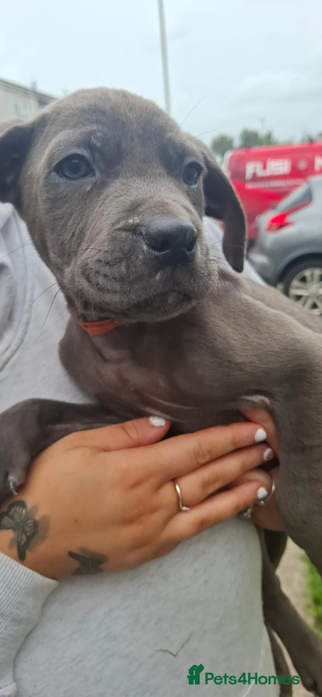 Cane Corso dogs for sale: PUPS4SALE£625ono your pet is here waiting for you in Caerphilly - Advert 6