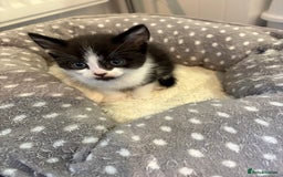 Domestic Shorthair cats for sale: Domestic short hair kittens  - Image 6
