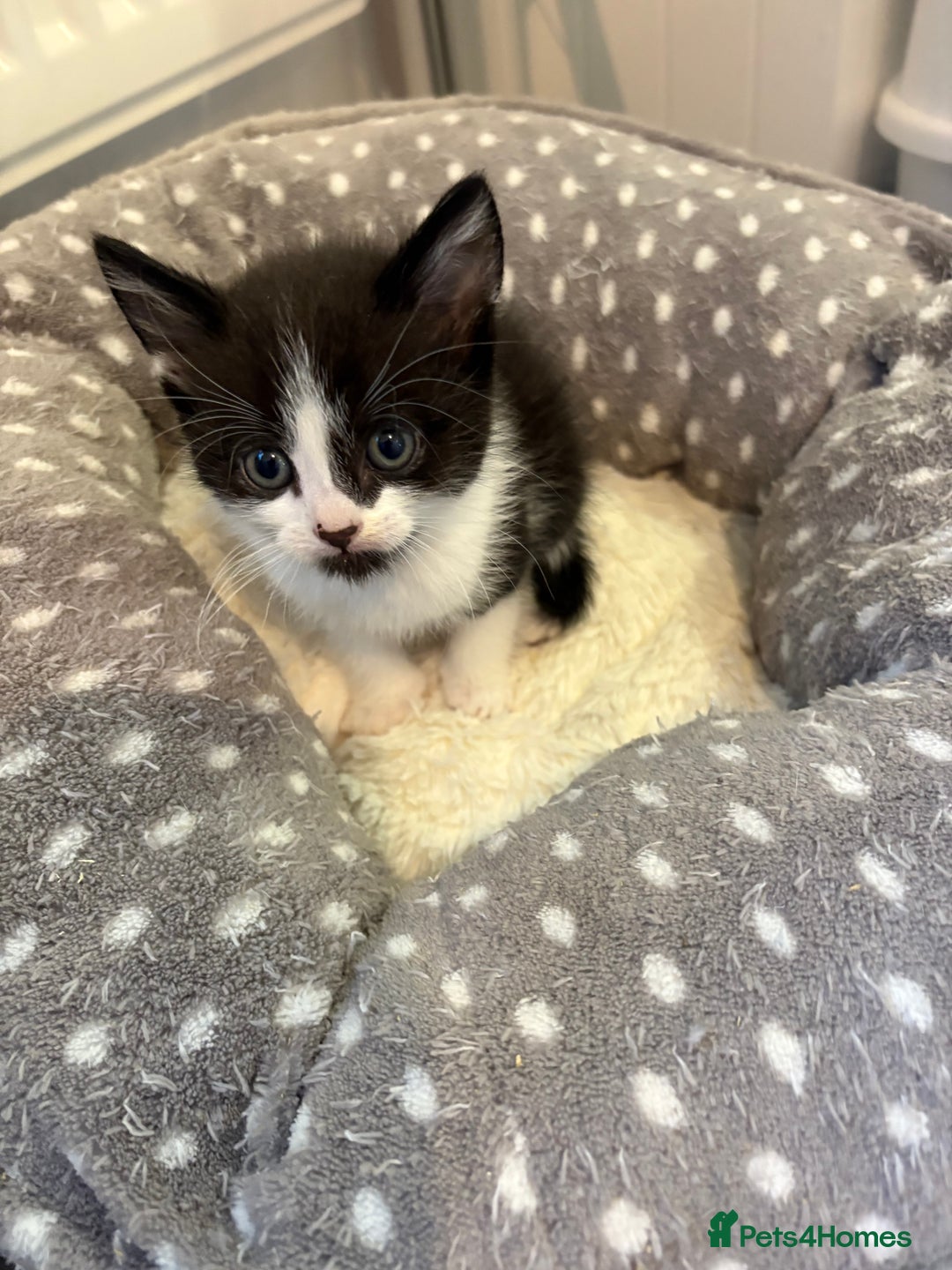 Domestic Shorthair cats for sale: Domestic short hair kittens  - Image 6