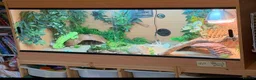 Bearded Dragon reptiles for sale: Bearded Dragon and Full Set up  - Advert 2