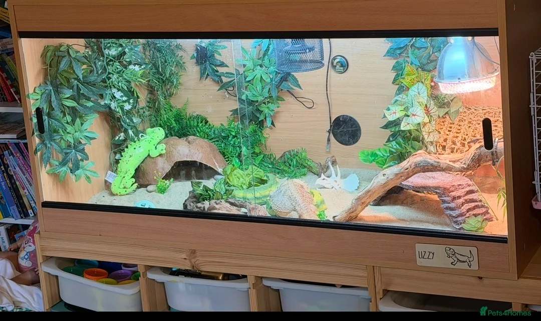 Bearded Dragon reptiles for sale: Bearded Dragon and Full Set up  - Advert 2