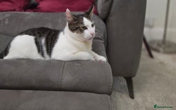 British Shorthair cats for sale: Kitten (oreo) - Advert 2