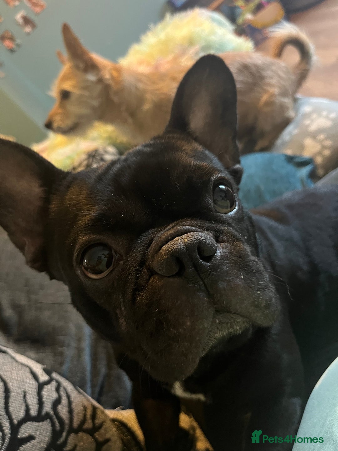 French Bulldog dogs for stud: Beautiful Kali Pack  - Image 6
