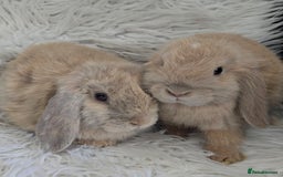Mini Lop rabbits for sale: 2 male mini lops in Walsall - Image 2