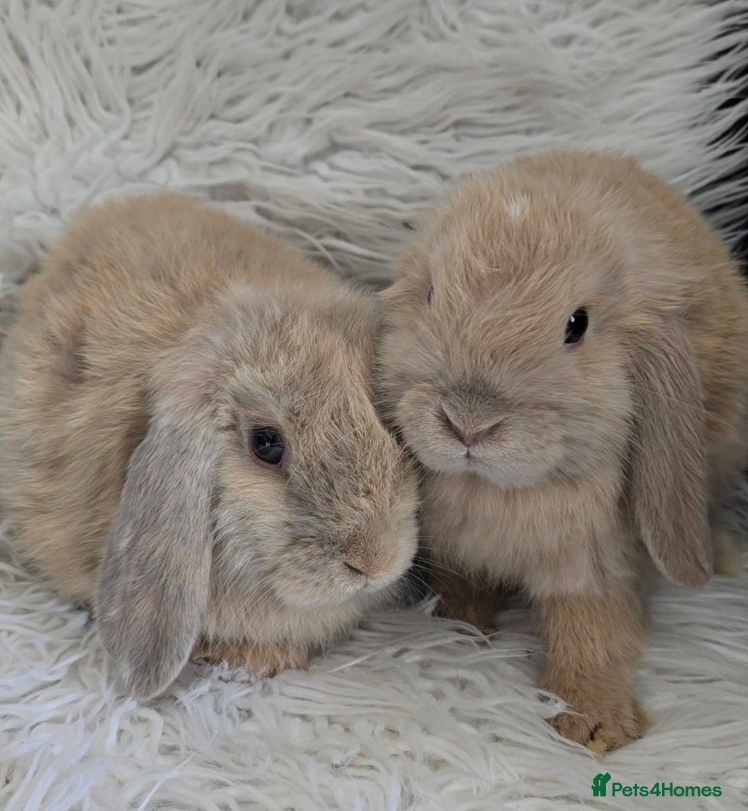 Mini Lop rabbits for sale: 2 male mini lops in Walsall - Image 2