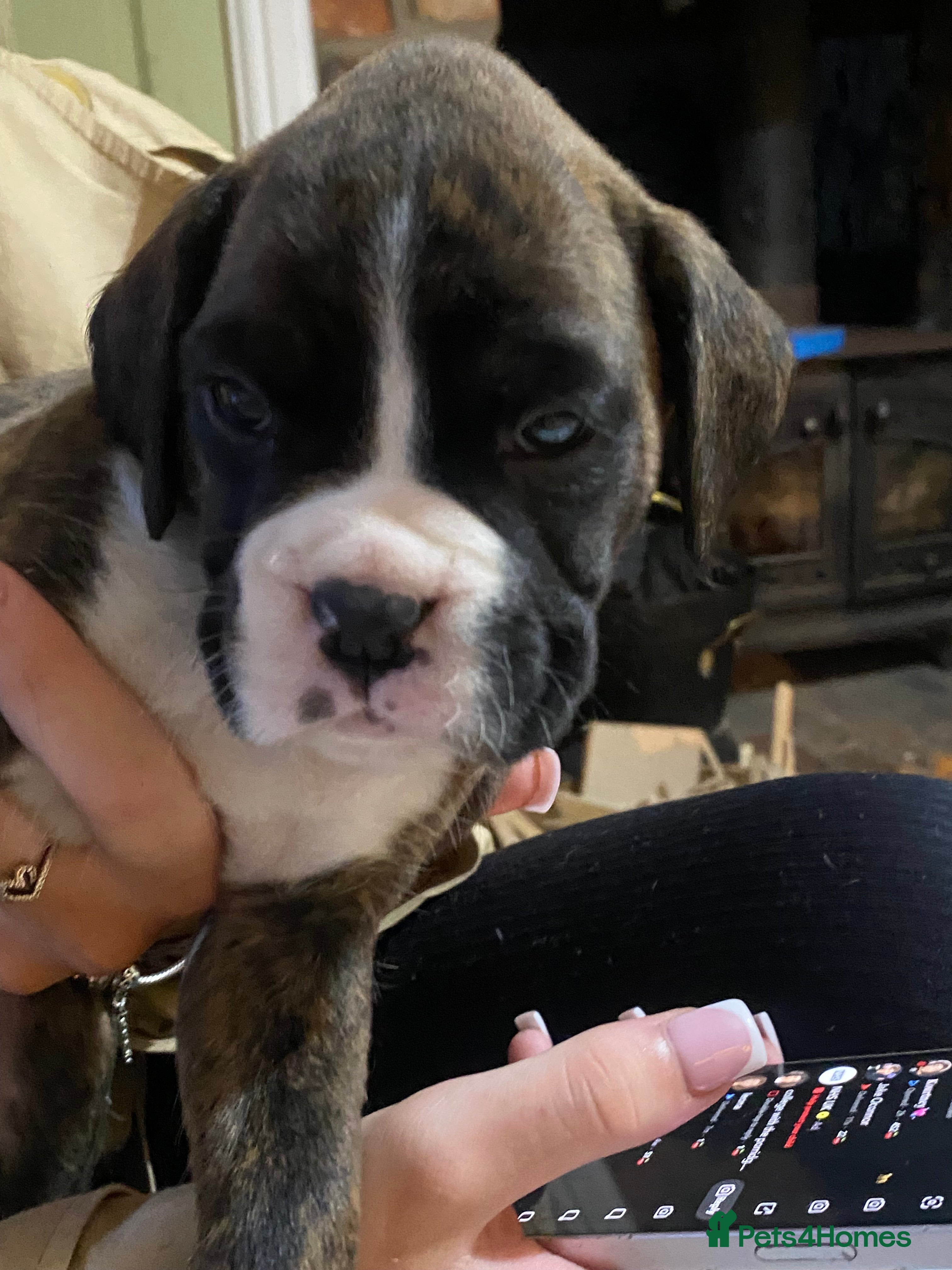 Boxer dogs KC Registered Boxer Puppies - health tested - Advert 2