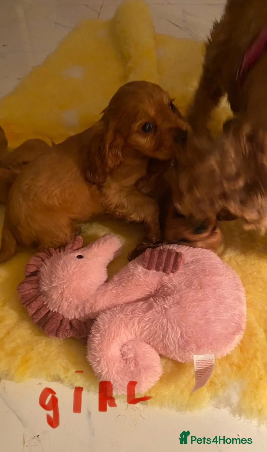 Cockalier dogs for sale: F1 fox red puppies boys and girls  - Advert 9