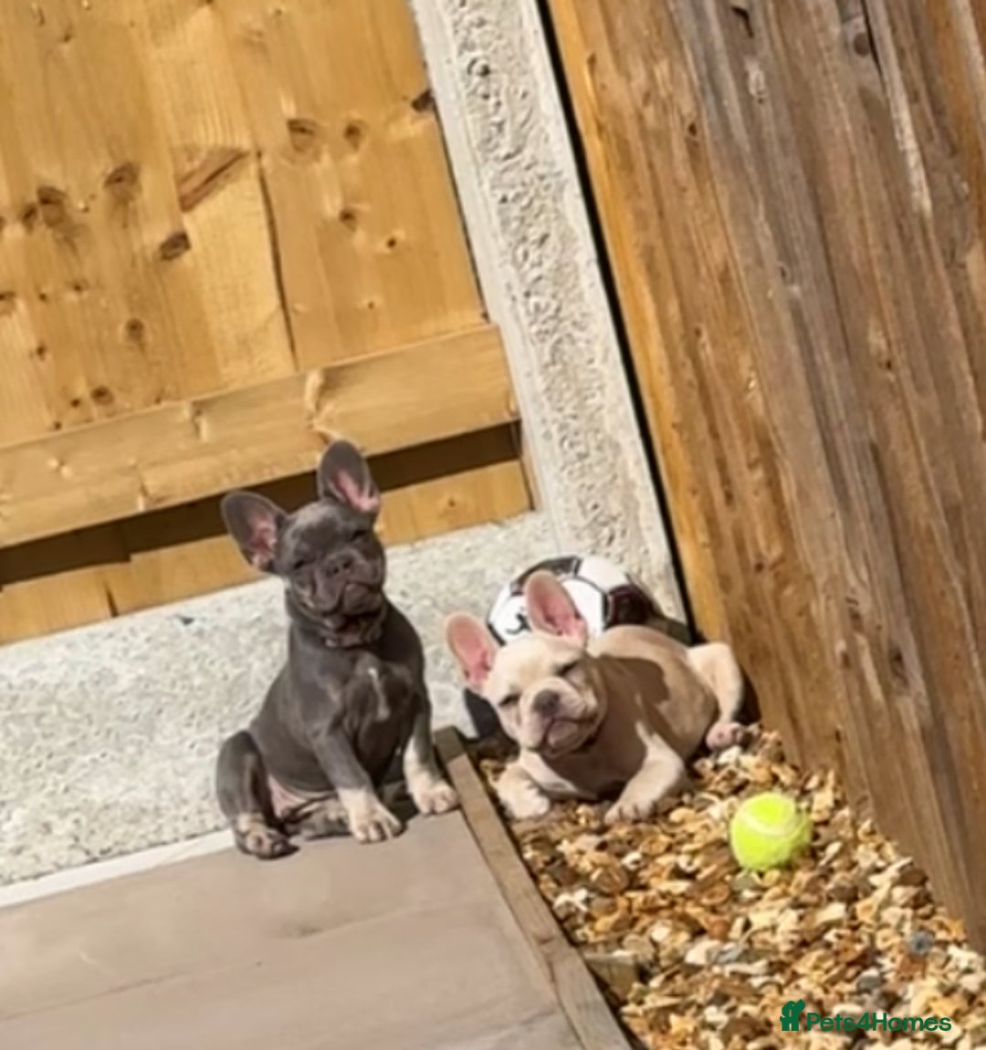 French Bulldog dogs for sale: Gorgeous 7Month Old Brother & Sister Frenchies - Image 8