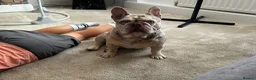 French Bulldog dogs for sale: Koda French Bulldog – 2 Yrs Old – £500 in Northampton - Advert 4