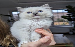 Ragdoll cats for sale: Last Gorgeous Ragdoll kitten - Image 2
