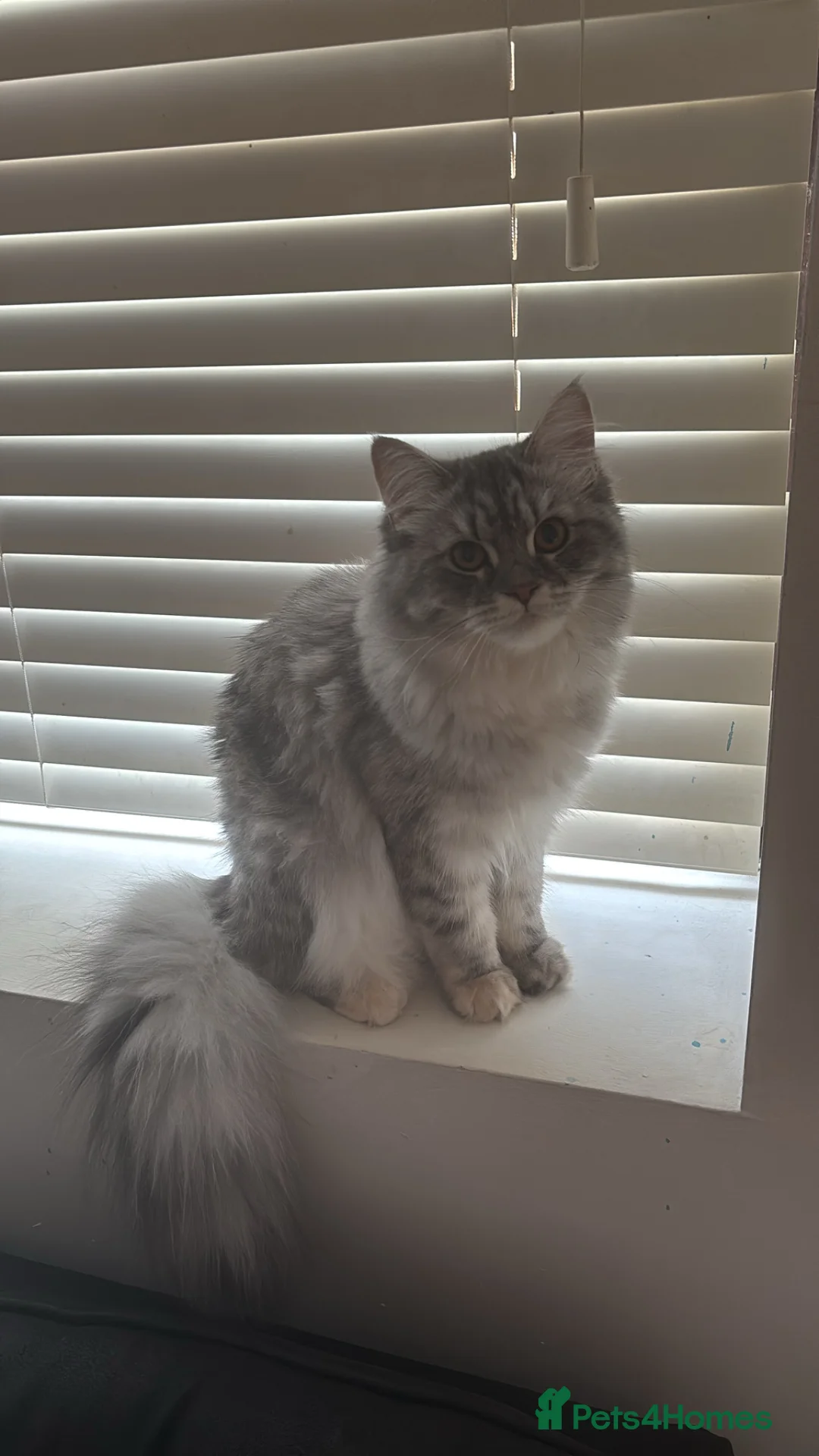 Persian cats for sale: Female Persian cat  in Leeds - Advert 1