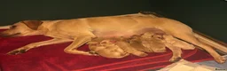 Labrador Retriever dogs for sale: Labrador puppies. PLEASE READ DESCRIPTION.  - Advert 17