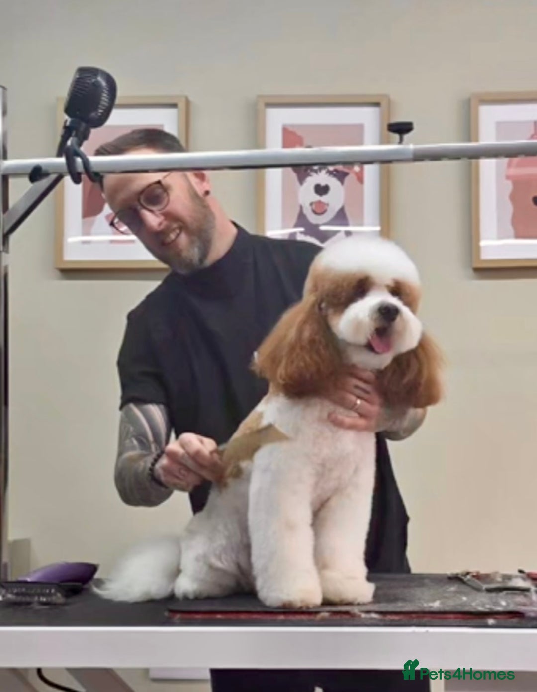 Cavapoo dogs for stud: White and Red Cavapoo - Image 8