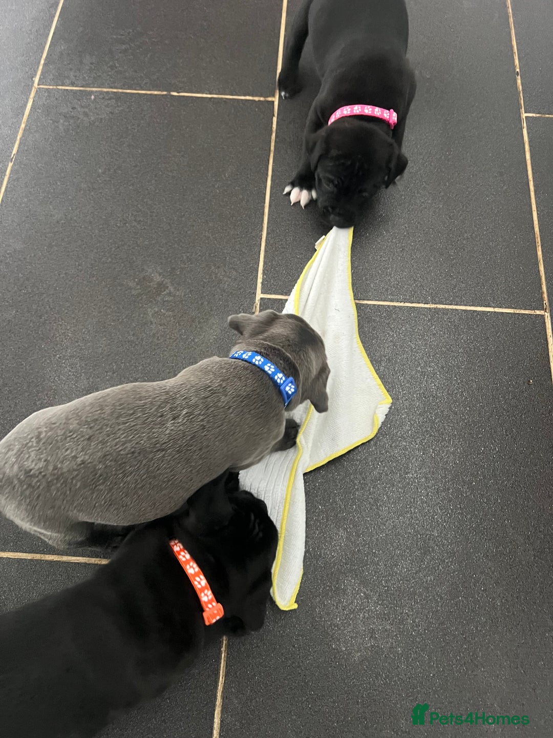 Staffordshire Bull Terrier dogs for sale: LAST ONE🥇VALGLO BLOODLINE SHORT STOCKY STAFFS 🏆 - Image 12