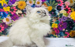 Ragdoll cats for sale: Beautiful Ragdoll Kittens  - Image 20