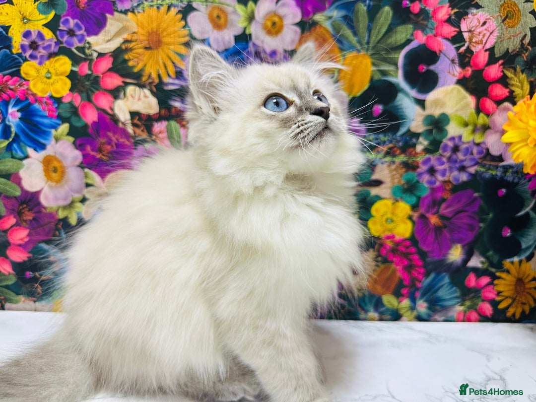 Ragdoll cats for sale: Beautiful Ragdoll Kittens  - Image 20