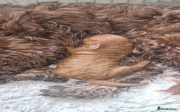 Cockapoo dogs for sale: F1b Cockapoo Puppy Male Red - Image 9