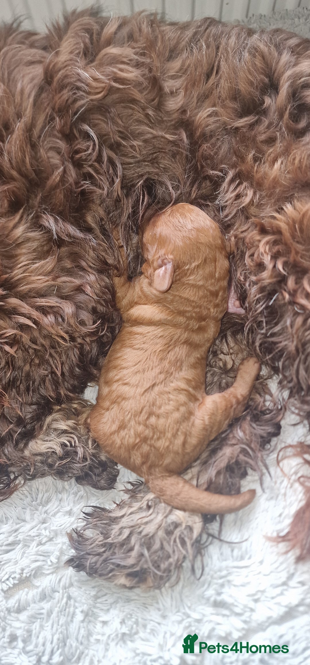 Cockapoo dogs for sale: F1b Cockapoo Puppy Male Red - Image 9