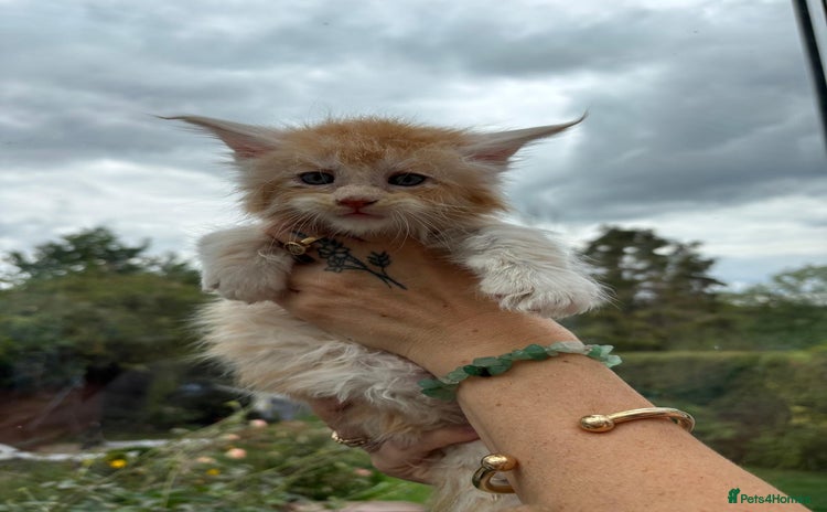 Maine Coon cats - Advert 1