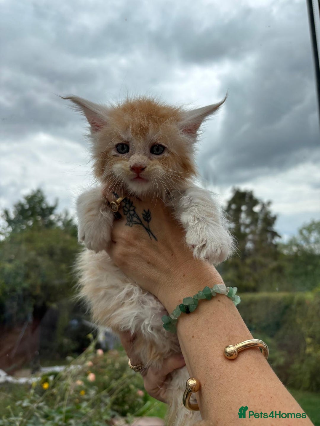Maine Coon cats for sale: Registered Maine coon kittens  - Image 1