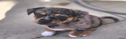 Jack Russell dogs for sale: Last little girl - Advert 2