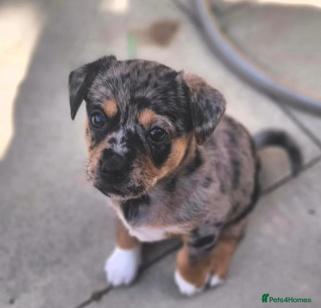 Jack Russell dogs for sale: Last little girl - Advert 2