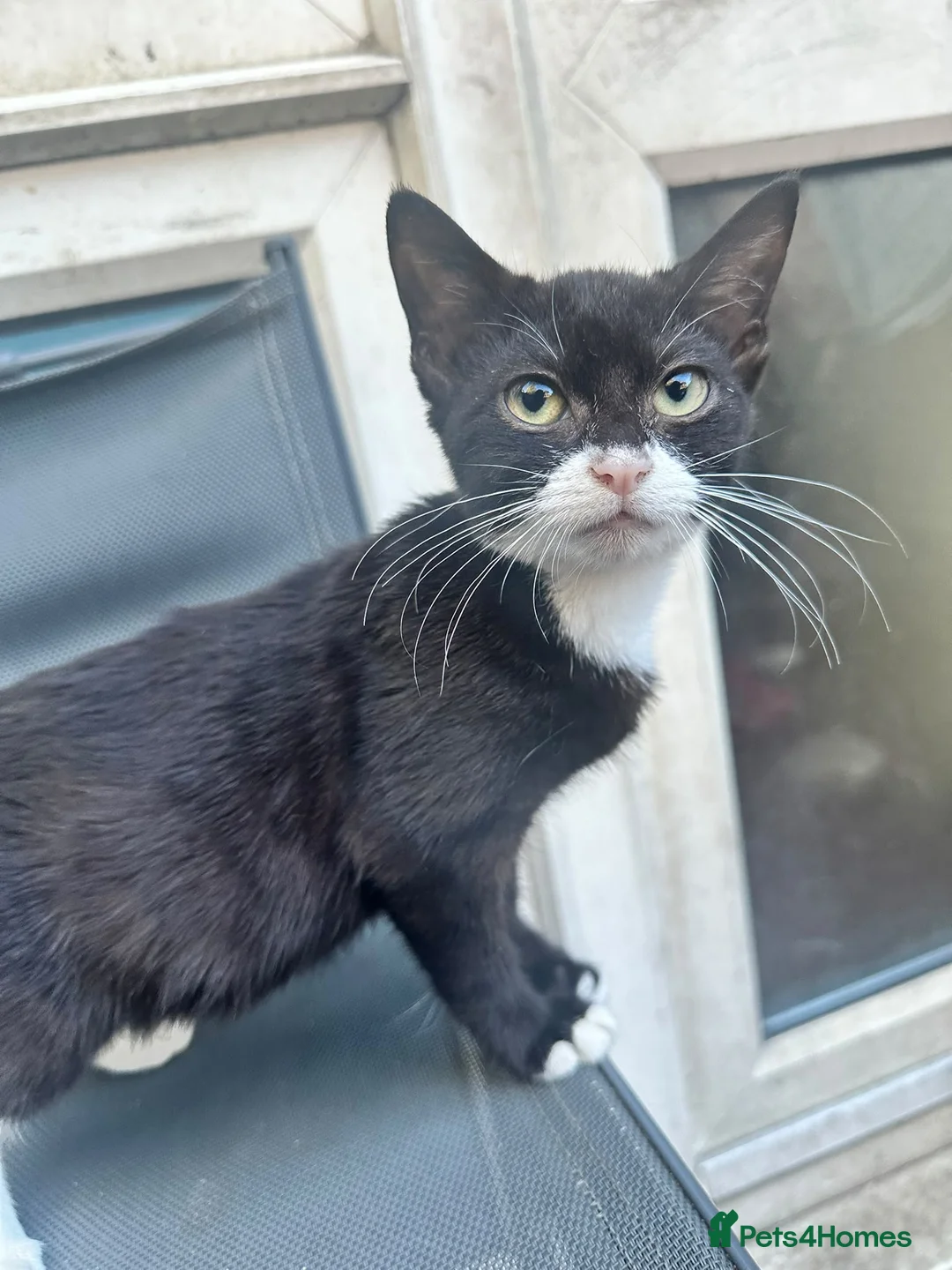 Mixed Breed cats for sale: 6 Beautiful Kittens Looking for Forever Homes - Advert 7
