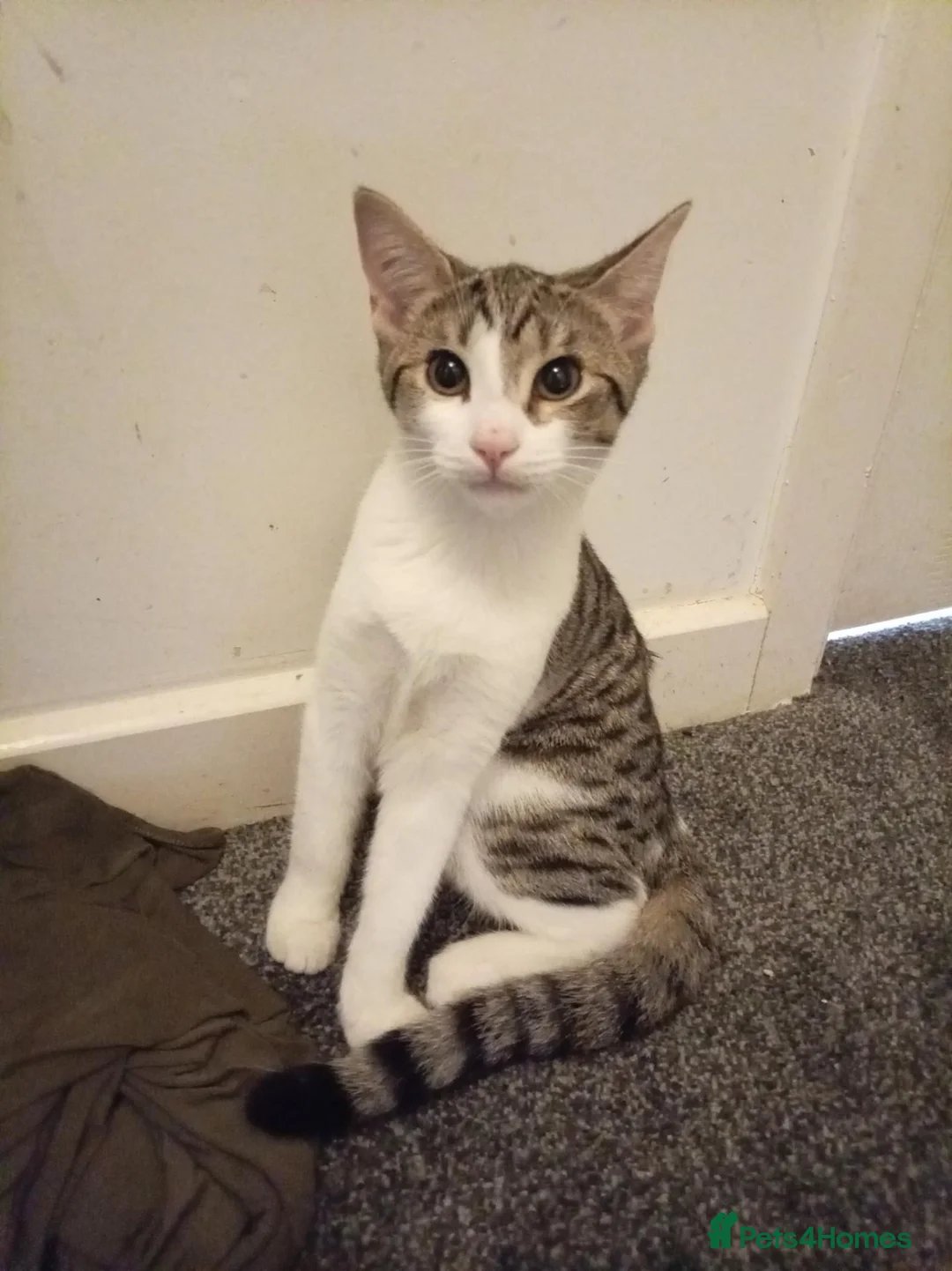 Mixed Breed cats for sale: Tabby kitten - Advert 2