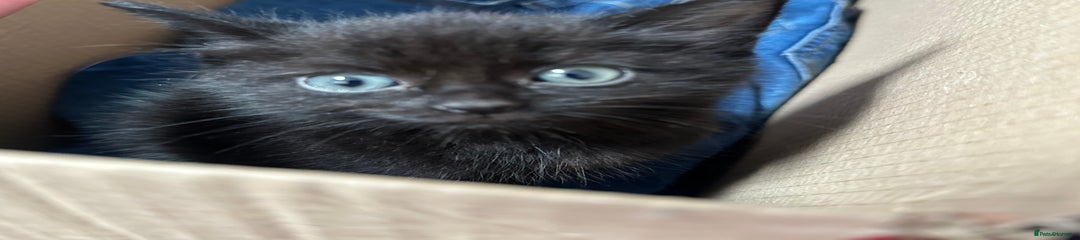 Domestic Shorthair Kitten 1