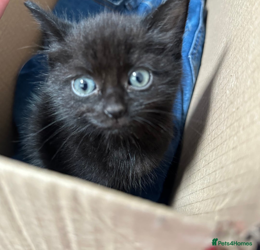 Domestic Shorthair cats for sale: Black shorthair kitten - Image 2