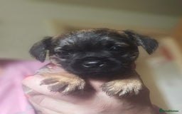 Border Terrier dogs for sale: The best border terriers - Image 12
