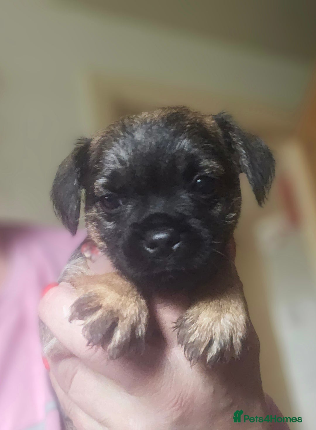Border Terrier dogs for sale: The best border terriers - Image 12