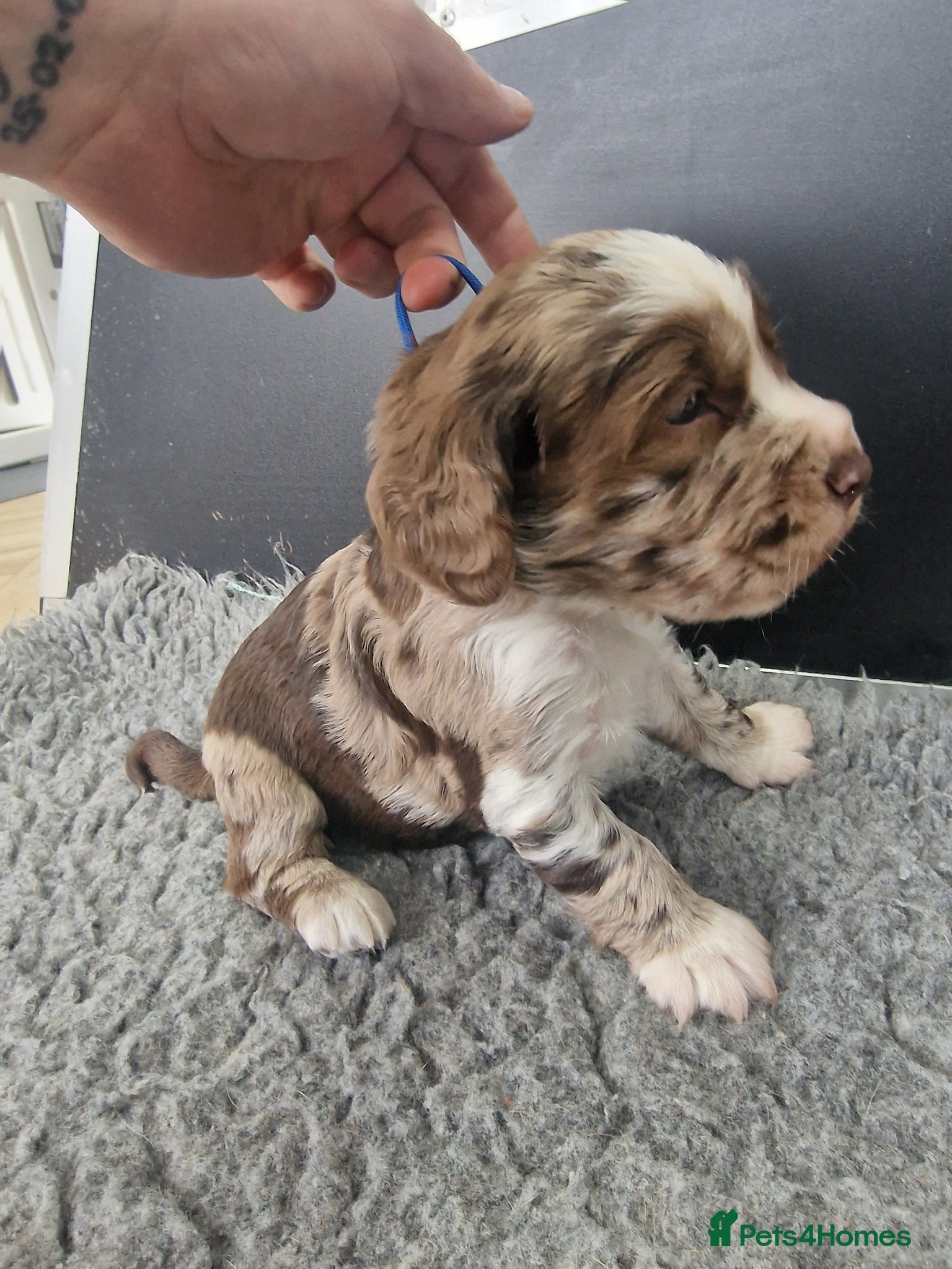 Cocker Spaniel dogs Stunning working cocker spaniels  - Advert 1