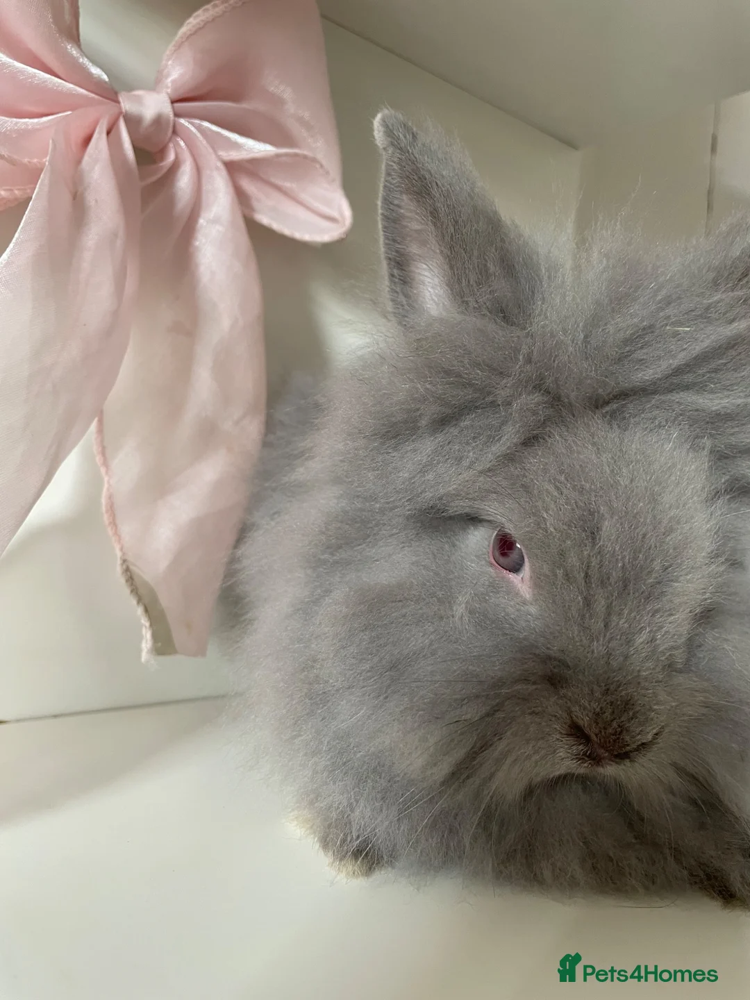 Mixed Breed rabbits for sale: lionhead x mini lop baby boys 🩵 - Advert 10