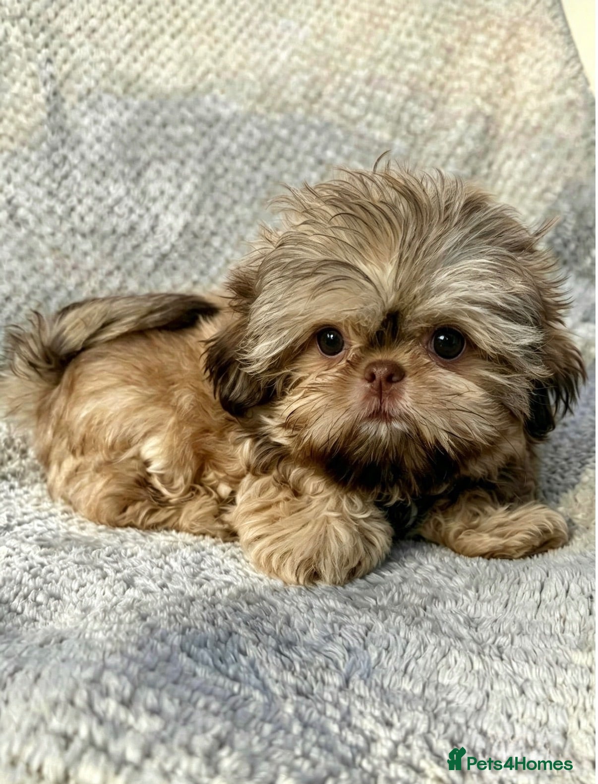 Shih Tzu dogs Tiny Cream Imperial Shih Tzu Boy – Ready Now - Advert 4
