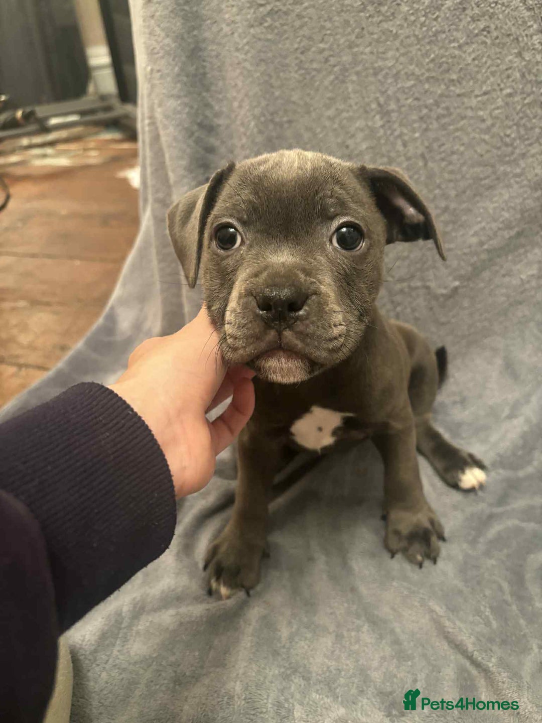 Staffordshire Bull Terrier dogs for sale: Blue staffs ready to go adorable pups - Image 3