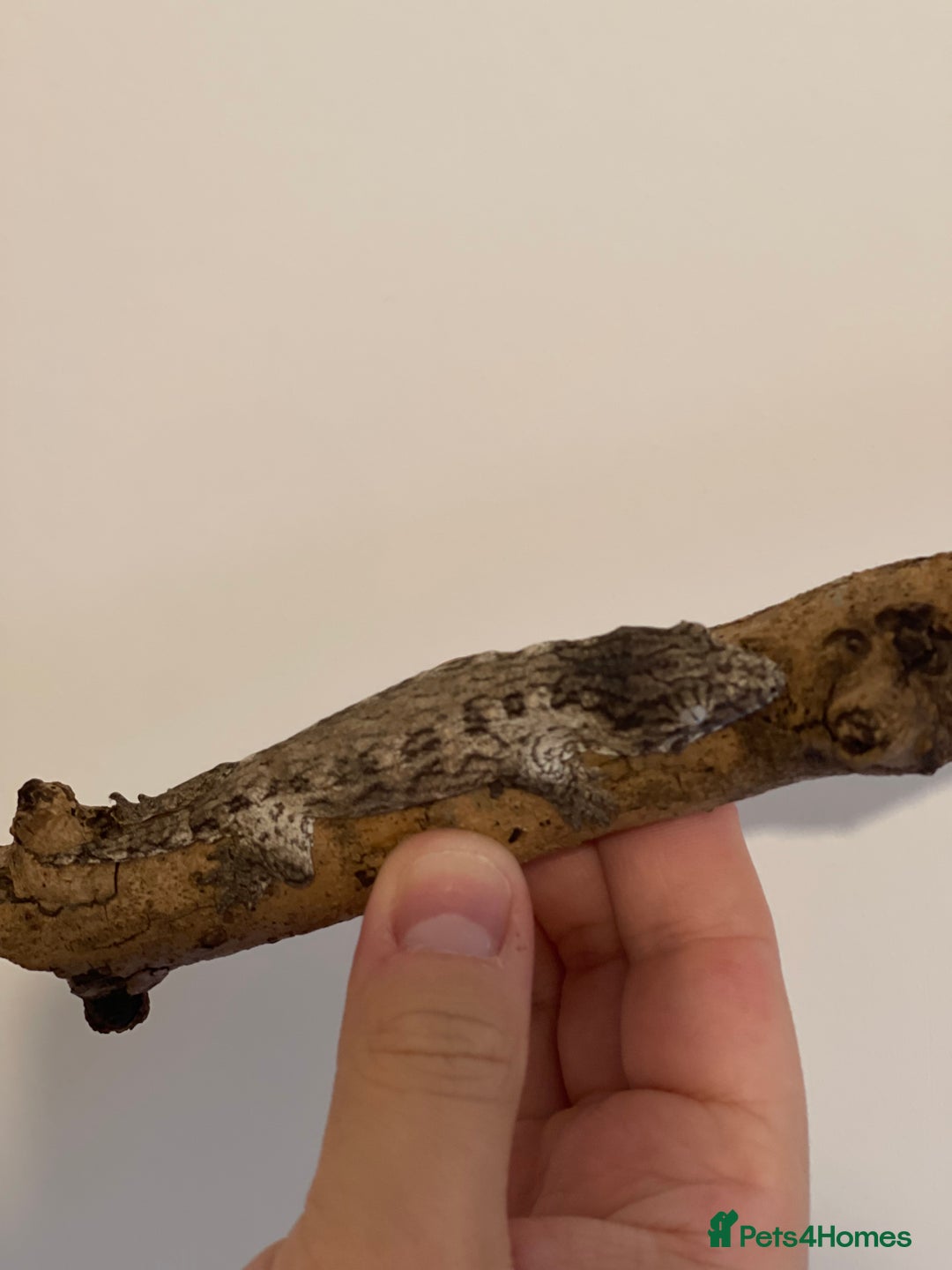 Gecko reptiles for sale: Caledonian giant gecko - Advert 7