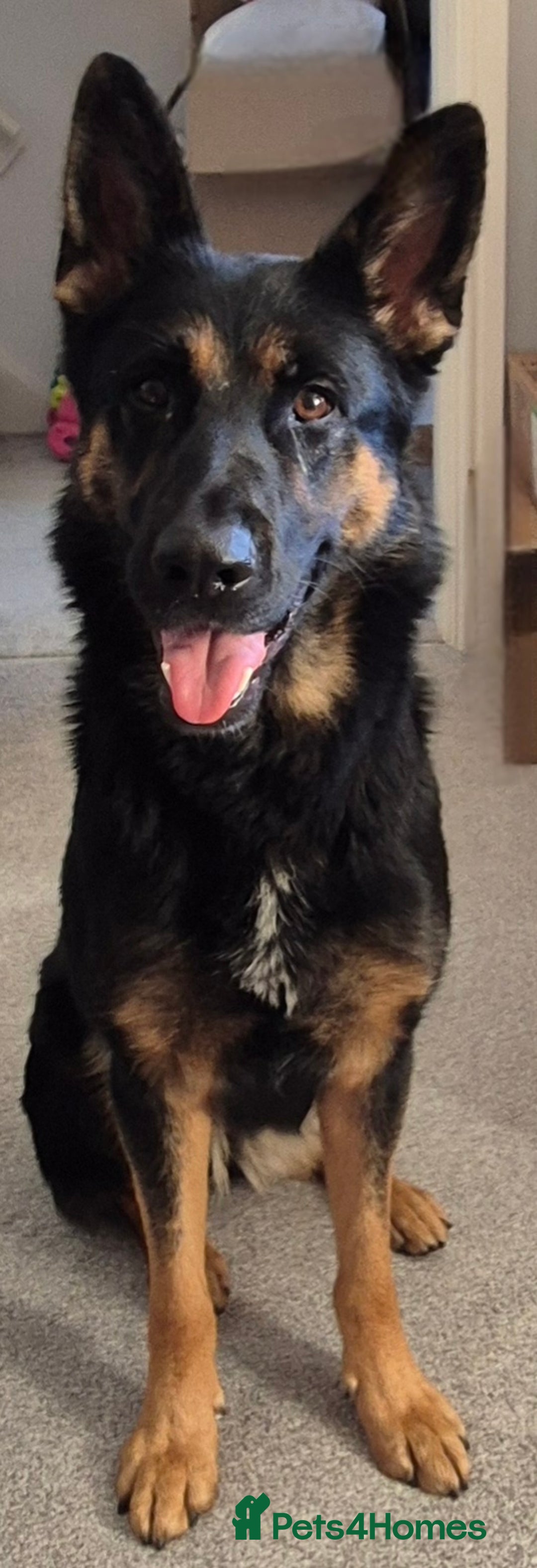 German Shepherd dogs for sale: Beautiful German shepherd girl - Advert 1